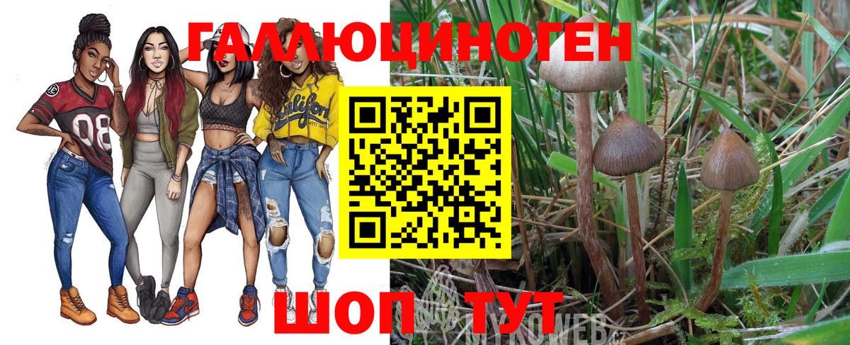 Жуковский  Псилоцибиновые грибы Psilocybe  Вход с VPN 